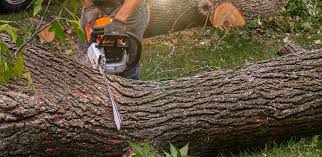 Best Root Management and Removal  in Morgan Hill, CA