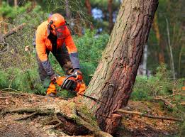 Best Tree Removal Service  in Morgan Hill, CA